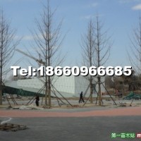 銀杏樹