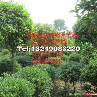 高桿桂花