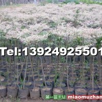 花葉欖仁