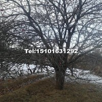 八棱海棠樹