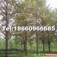 銀杏樹