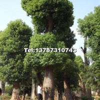 香樟樹