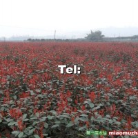 紅葉石楠
