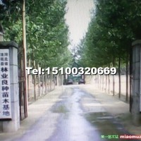 法桐