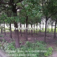 香樟樹