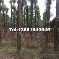 香樟