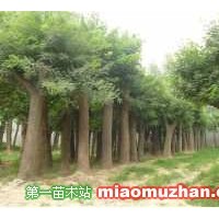 速生國槐