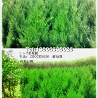 蜀檜