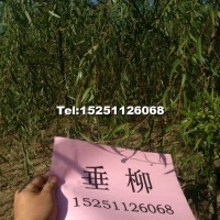 垂柳