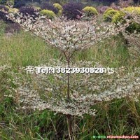 錦葉欖仁