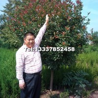 紅葉石楠