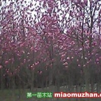 紅玉蘭