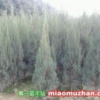 檜柏