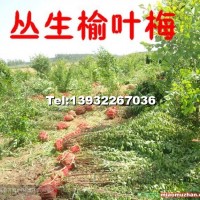 叢生榆葉梅