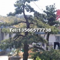 五針?biāo)?/></a>
<div><a href=