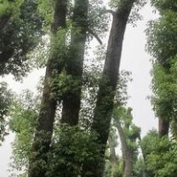 香樟