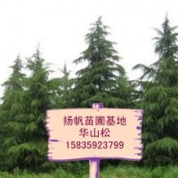 華山松