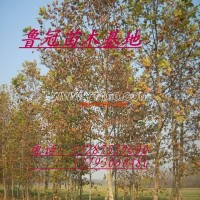 白蠟樹