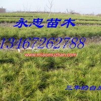 白皮松
