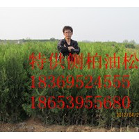 側(cè)柏