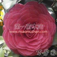 六角大紅