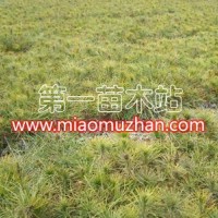 油松容器苗