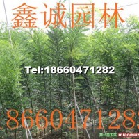 速生國(guó)槐