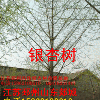 銀杏樹