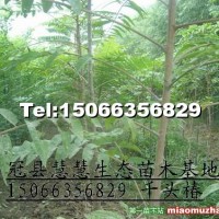 臭椿