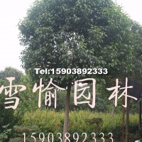 大葉女貞