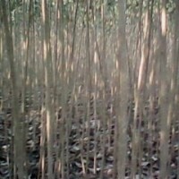 107楊樹苗
