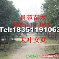 大葉女貞