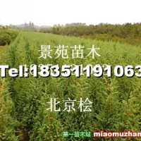 北京檜