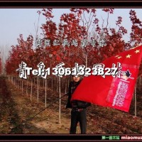 美國(guó)紅楓扦插苗