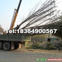 107速生楊
