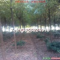 香樟樹