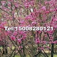 紫荊