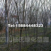 櫻花