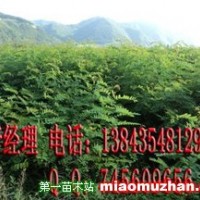 大葉速生槐