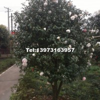 茶花
