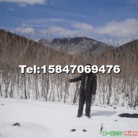 山核桃樹