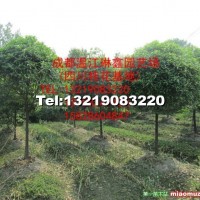 高桿精品桂花