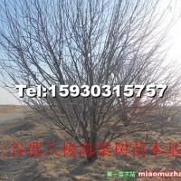 八棱海棠樹