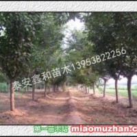 櫻花樹(shù)