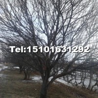 八棱海棠樹