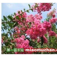 叢生紫薇