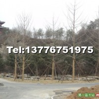 銀杏樹(shù)