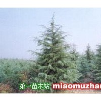 雪松