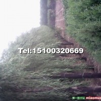 垂柳