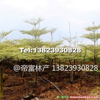錦葉欖仁種苗